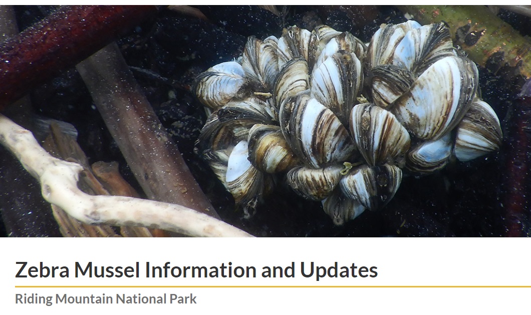Zebra Mussels update at Clear Lake says no zebra mussels found